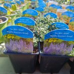 Kocúrnik záhradný (Nepeta x faassenii) ´SIX HILLS GIANT´ - kont. P9